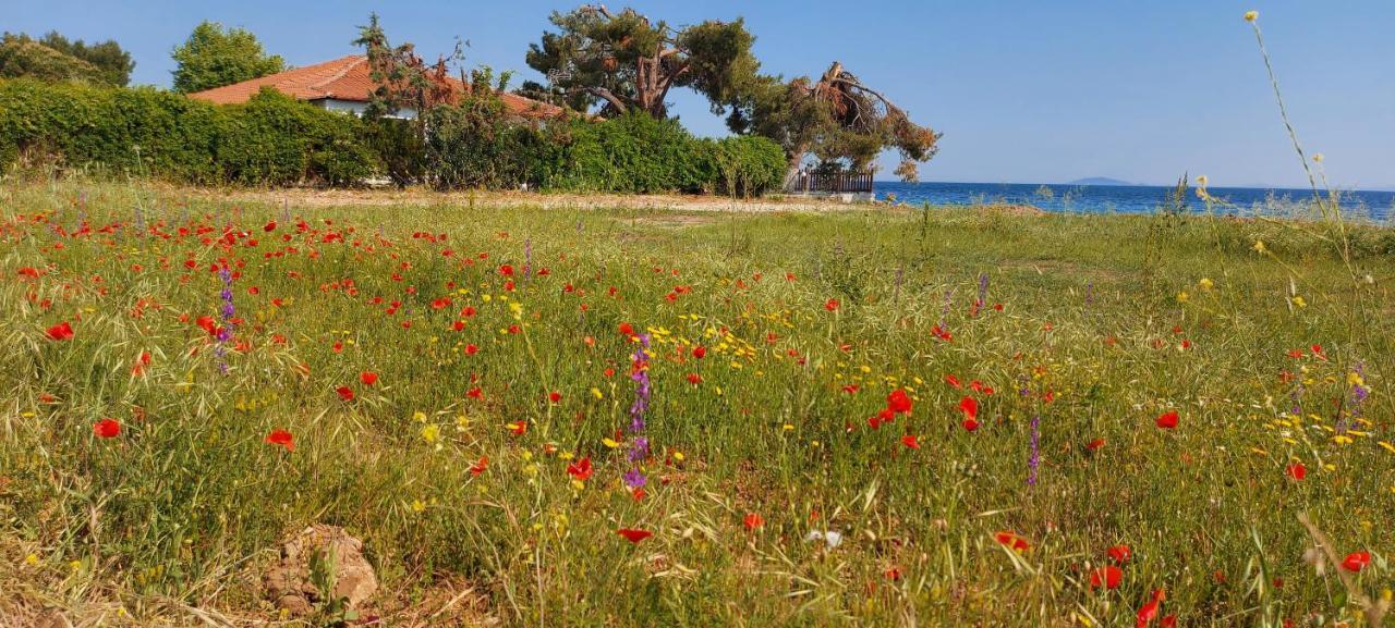 نيكيتي "Pine&Sea" Kastamoniti Beach المظهر الخارجي الصورة
