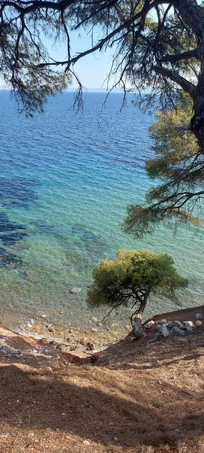 نيكيتي "Pine&Sea" Kastamoniti Beach المظهر الخارجي الصورة